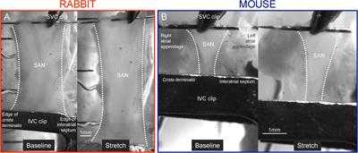 Sinoatrial Node Structure, Mechanics, Electrophysiology and the Chronotropic Response to Stretch in Rabbit and Mouse